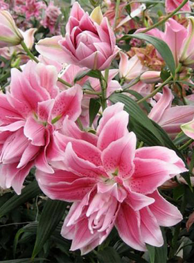 进口东方百合种球 伊莎贝拉 Roselily Isabella 盆栽地栽重瓣花种