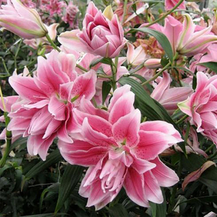 进口东方百合种球 伊莎贝拉 Roselily Isabella 盆栽地栽重瓣花种