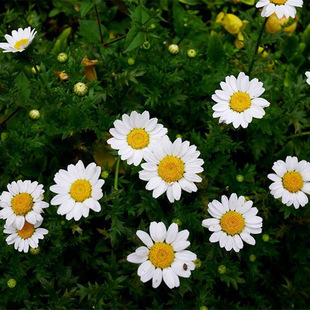 白晶菊种子白色黄芯观赏花卉菊花种子景观小白菊易种秋播