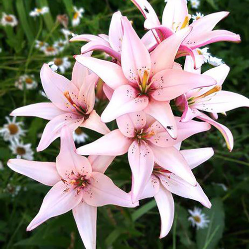 百合种球 快乐华尔兹easy-waltz 进口亚洲百合花种子无香多花耐寒