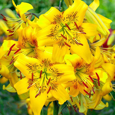 黄棕熊 Yellow Bruse 庭院百合种球 进口老虎百合花种子无香多花