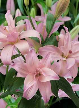 宾利/布加迪 Bentley 进口百合种球 LA百合花种子花大无香易繁殖