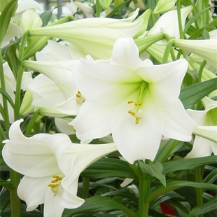 进口百合种球 白天堂 White Heaven 百合花种子LO铁炮盆栽球根