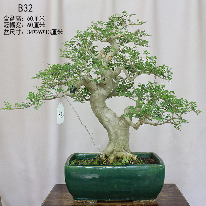 一物一拍白蜡盆景盆栽矮霸大树型