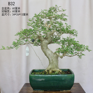 对节白蜡盆景盆栽老桩熟桩矮霸大树型盆景盆栽一物一拍造型树