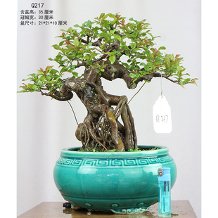 雀梅盆景掌中宝盆景盆栽雀梅老桩盆景一物一拍小叶红芽雀梅小矮霸