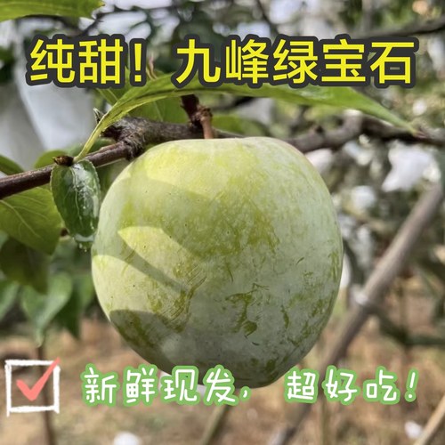 正宗九峰纯甜绿宝石青奈李翡翠李粤北韶关特产水果广东发顺丰京东