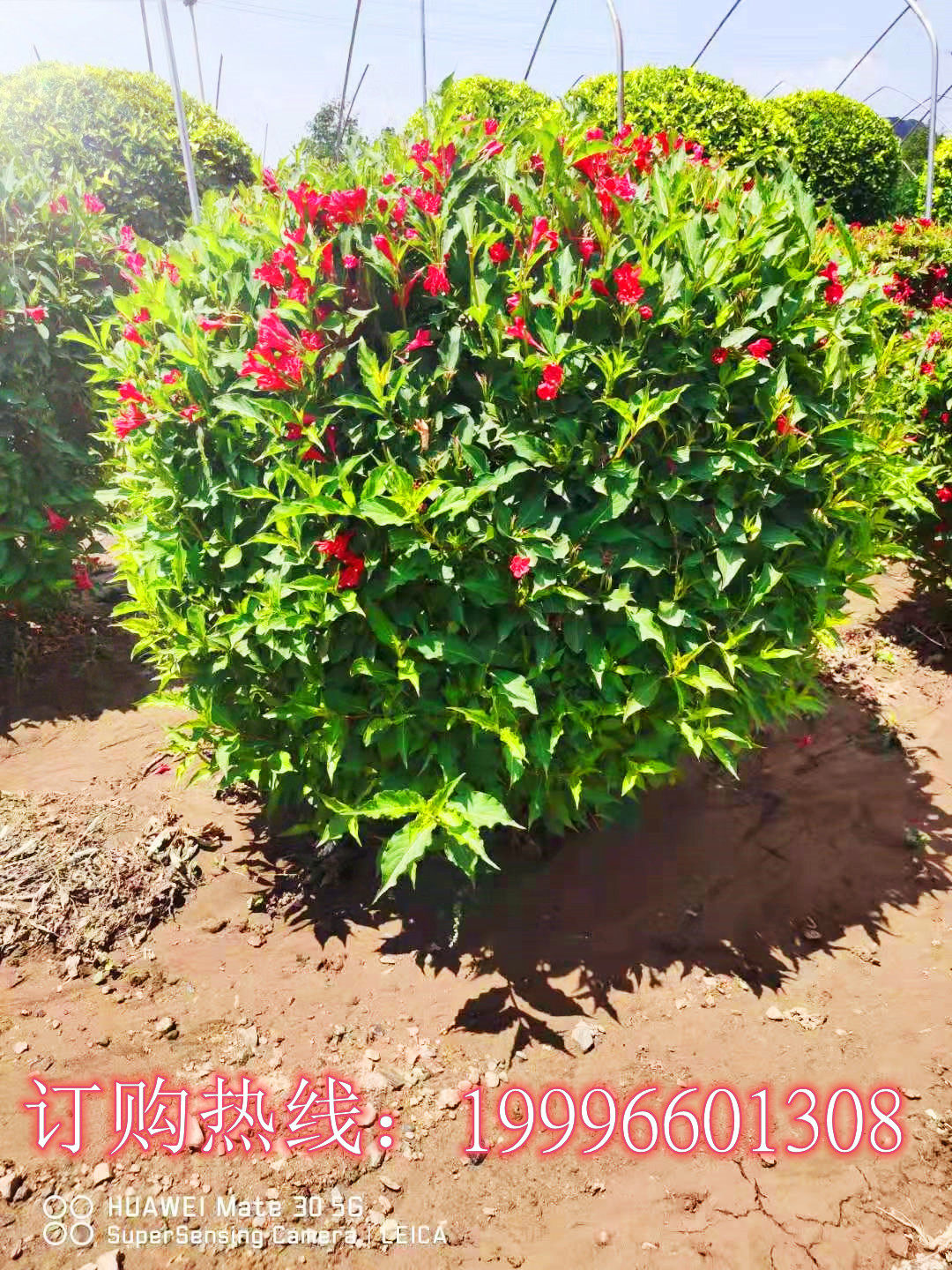 色块苗红王子锦带苗花卉 耐寒室内室外盆栽花苗庭院植物四季开花