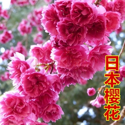 绿化苗木樱花苗日本樱花嫁接早樱晚樱庭院樱花苗染井吉野樱花树苗