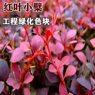 红叶小檗苗彩色绿篱色块紫叶小檗苗庭院别墅行道园林工程绿化苗木