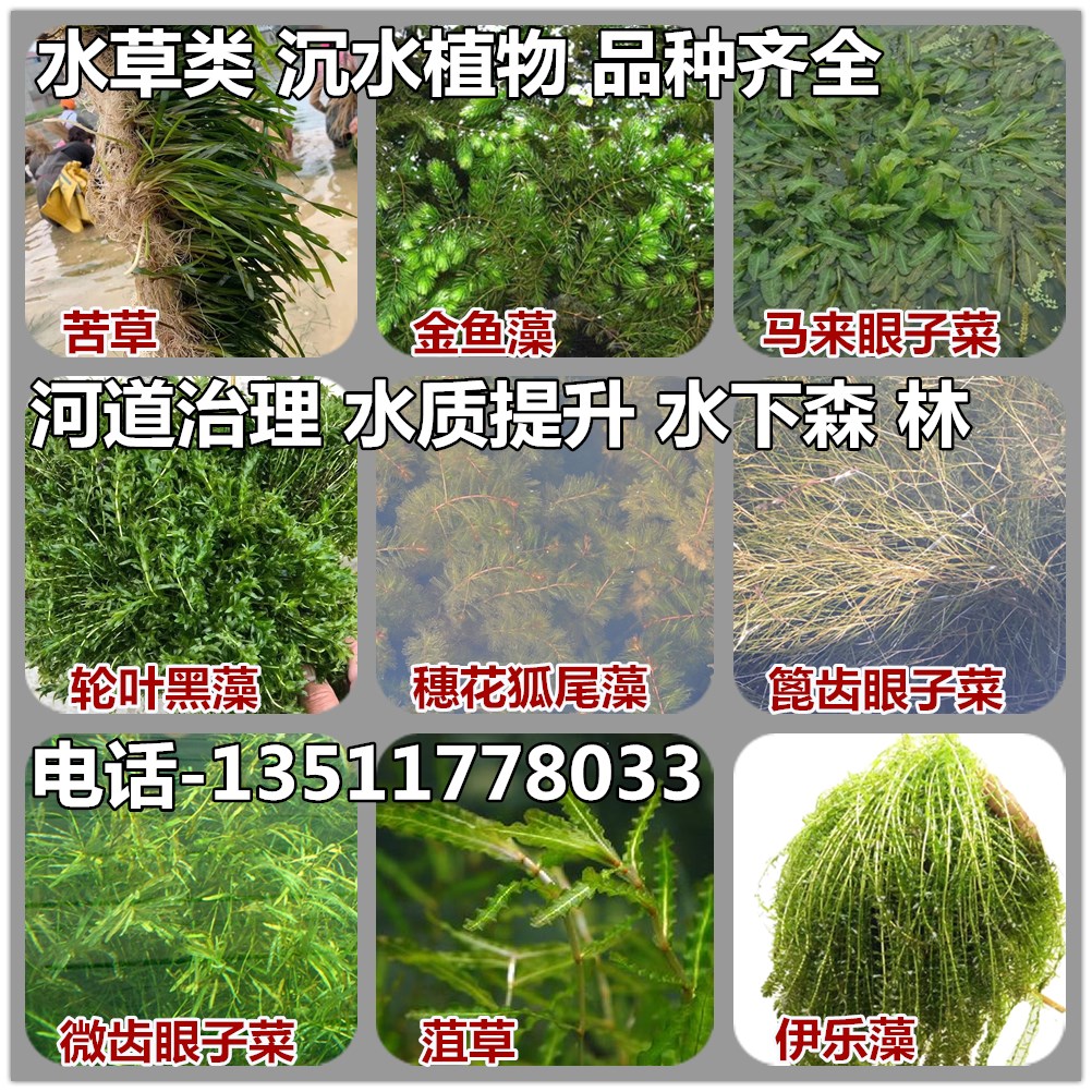 水草沉水植物苦草金鱼藻