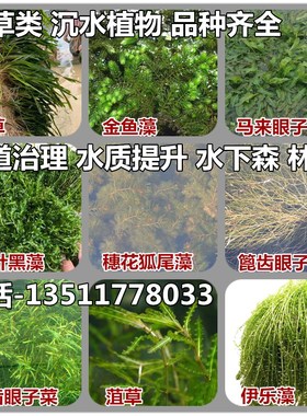 沉水植物水草矮生常绿苦草黑藻金鱼藻马来眼子菜穗花狐尾藻微齿篦