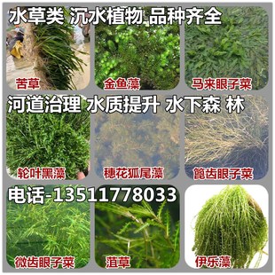 沉水植物水草矮生常绿苦草黑藻金鱼藻马来眼子菜穗花狐尾藻微齿篦
