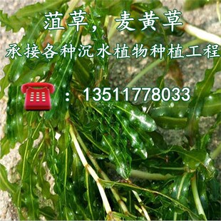 鱼塘水草种苗菹草麦黄草养殖水草苗水生植物种苗菹草石芽植物