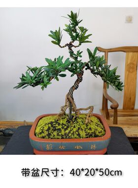 正宗云南大理罗汉松创意小盆景室内茶桌绿植盆栽实物拍摄一物一拍