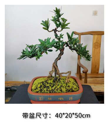正宗云南大理罗汉松创意小盆景室内茶桌绿植盆栽实物拍摄一物一拍