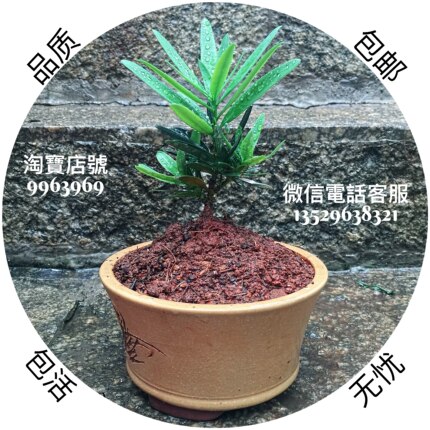 实物拍摄正宗大理罗汉松原生扦插苗绿植盆栽品质保证快递包活