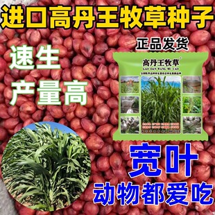 进口高丹王草种子养牛羊猪兔鱼专用四季耐旱多年生甜高粱牧草种籽