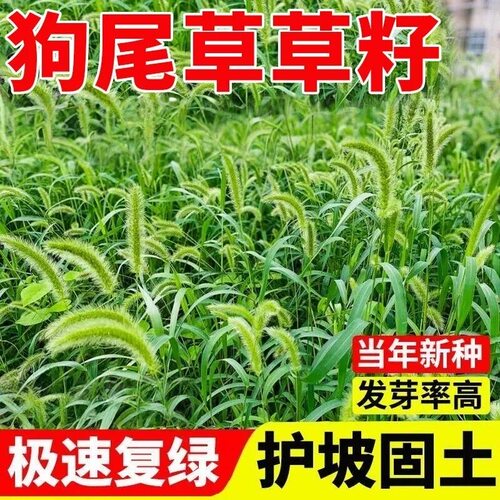 狗尾巴草种子孑野草种杂草种籽狗尾草种耐旱绿化观赏草籽护坡牧草