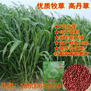 进口高丹王草种子养牛羊猪兔鱼专用四季耐旱多年生甜高粱牧草种籽