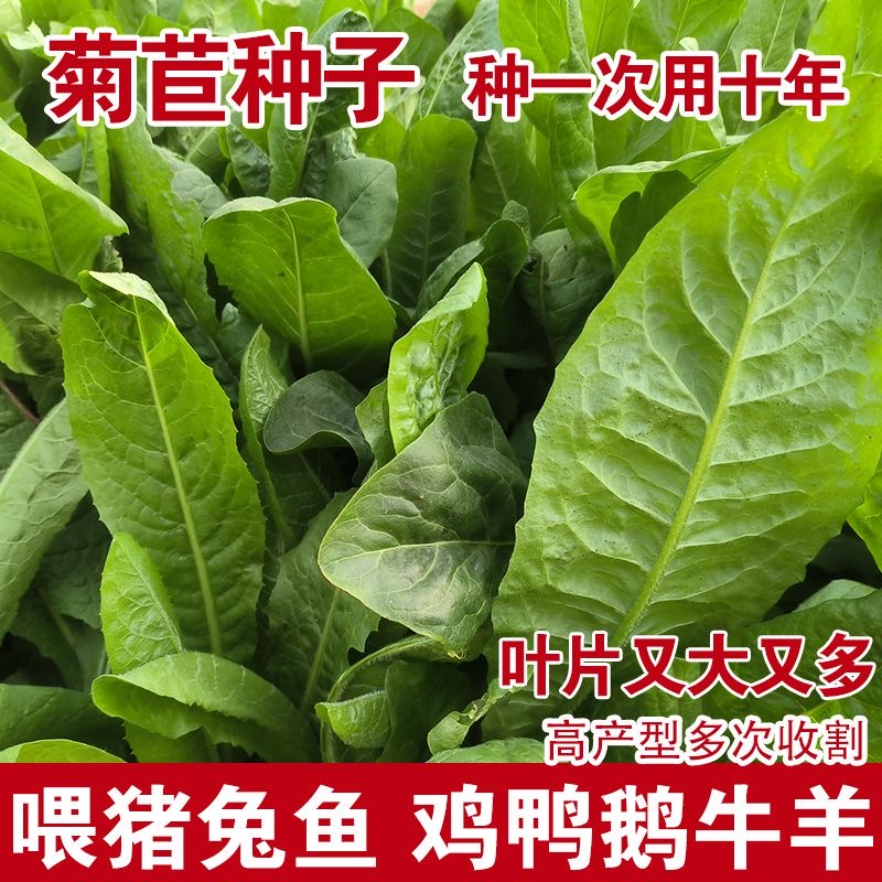 正宗大叶菊苣种子多年生菊苣草籽四季喂猪菜种子鸡鸭鹅菜种籽