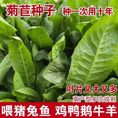 正宗大叶菊苣种子多年生菊苣草籽四季喂猪菜种子鸡鸭鹅菜种籽