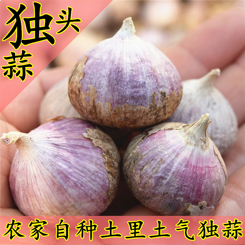 紫皮独头蒜新鲜现挖农家自种香辣独头蒜小独头红皮独头蒜独子蒜头