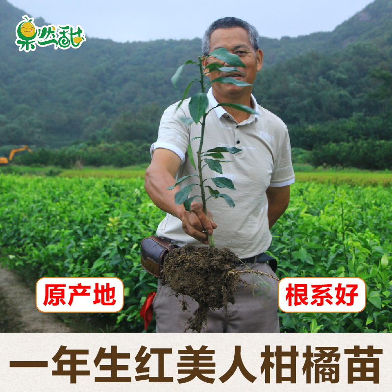 象山红美人柑橘苗爱媛28号