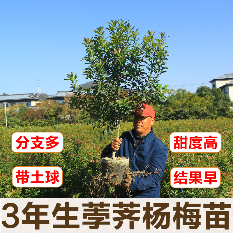 正宗嫁接荸荠杨梅苗余姚慈溪品种地栽带土球黑炭果树苗当年结果苗