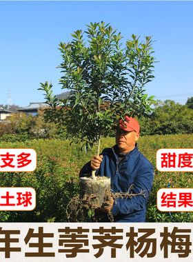 正宗嫁接荸荠杨梅苗余姚慈溪品种