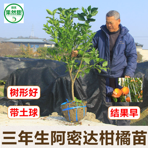 果然甜3年生早熟爱媛46号柑橘苗