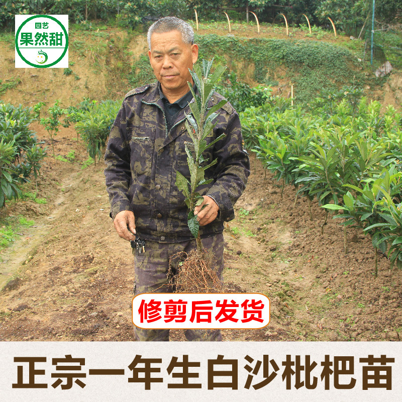 一年生宁海白软条白玉冠玉青种丰玉贵妃香妃等白沙枇杷苗品种包邮