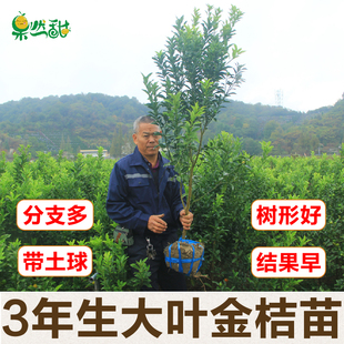 3年生四代大叶金桔苗木浙江脆甜金柑大果树苗别墅庭院带果土球苗