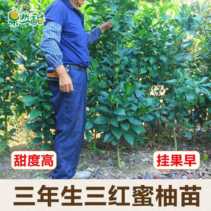 正宗三红蜜柚子树苗红中红蜜柚红心嫁接苗红皮红肉果树苗象山发货