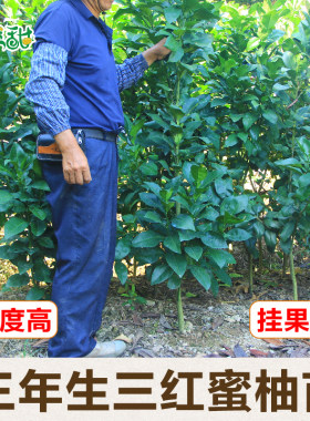 果然甜四季常绿象山发货三红蜜柚