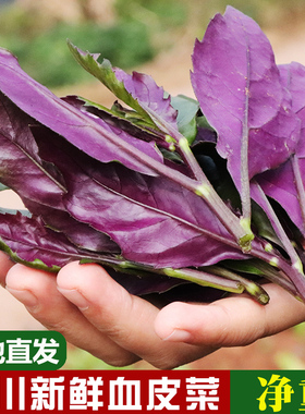 四川新鲜现摘血皮菜紫背菜新鲜蔬菜观音菜保鲜发货1/2/3/4斤