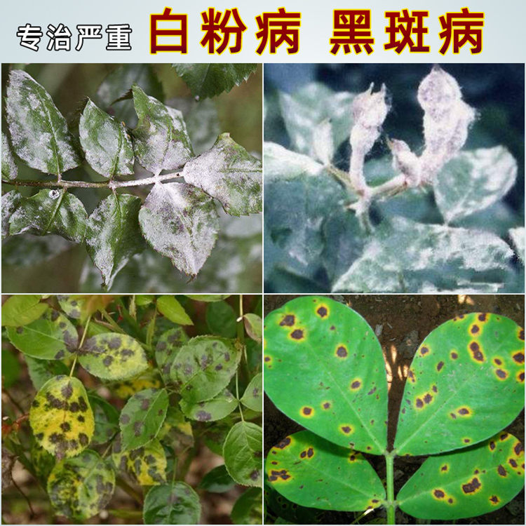 月季药月季病虫害常用药通用绣球白粉病玫瑰花杀菌药