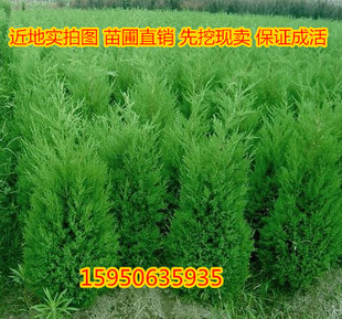 龙柏苗公墓扫墓树苗松树苗松柏苗侧柏苗桧柏苗树蜀桧宝塔松龙柏苗