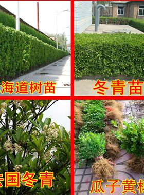绿化苗木绿色篱笆苗 小苗冬青黄杨苗 冬青树球冬青小苗大叶黄杨苗