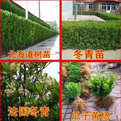 绿化苗木绿色篱笆苗 小苗冬青黄杨苗 冬青树球冬青小苗大叶黄杨苗