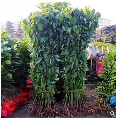 香樟树苗庭院盆栽地栽四季常青大香樟树南方北方种植大型绿化树苗