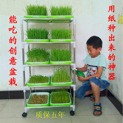 幼儿园植物角盆栽绿植自然种植