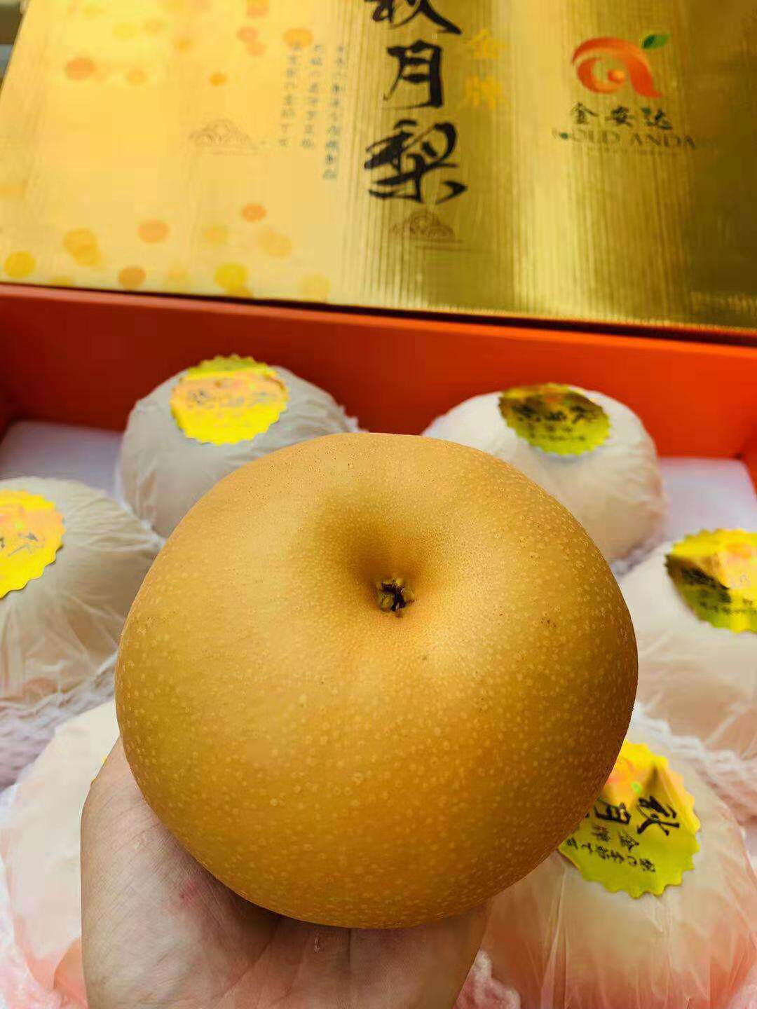 日本引种俊杰秋月梨冰糖梨新鲜水果脆甜大果7斤孕妇蜜梨礼盒包邮