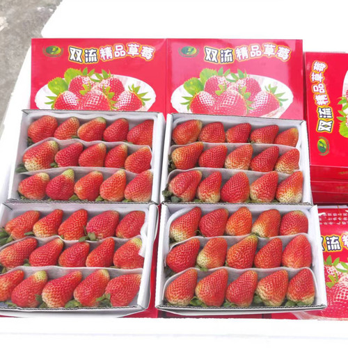 云南双流冬草莓糖葫芦不化糖草莓