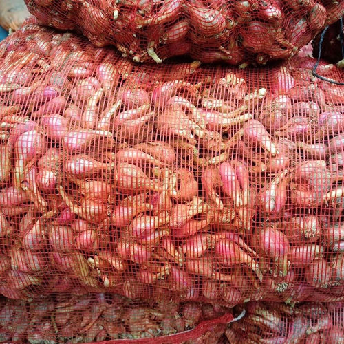 广东红葱头批发10斤干葱头红皮火葱小香葱食用熬油盆栽种植30斤装