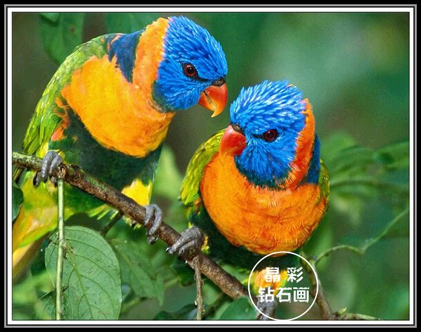 5D解压手工客厅现代动物钻石贴点钻十字绣新款满钻鹦鹉小鸟钻石画