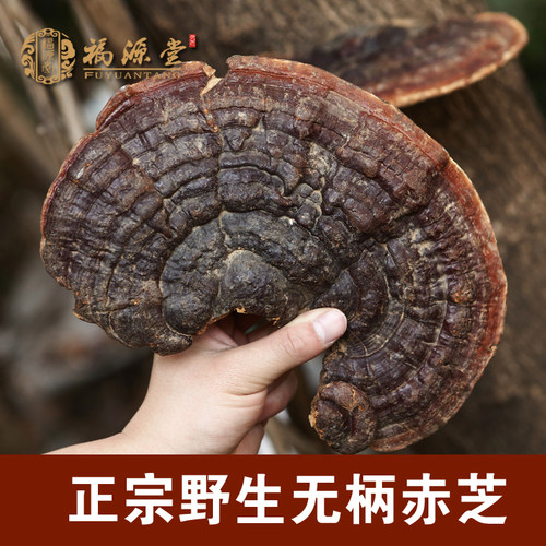 野生灵芝无柄赤芝整枝林芝红紫芝可切片250g 买3送孢子粉 特级 - 封面