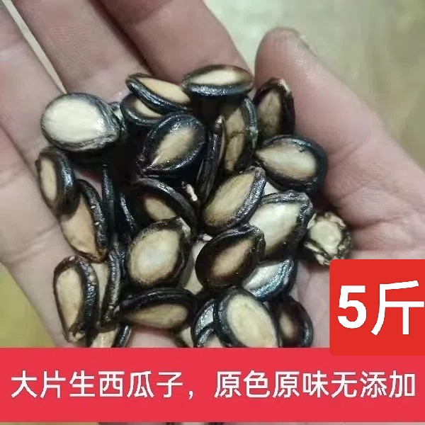 大片生西瓜子新货未加工农产品清瓜子