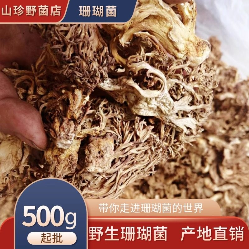 纯天然野生蘑菇野生珊瑚菌扫把菌山林中的美味干货500克