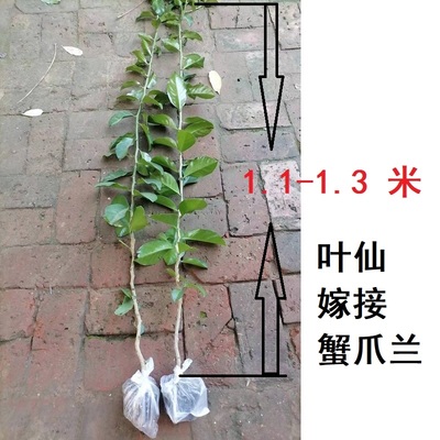 叶仙容易活嫁接蟹爪兰叶仙苗带根